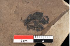 Foto (Detailansicht) von Glyptostrobus europaeus (Brongniart) Unger (NHMW-GEO-2024-0188-0162)